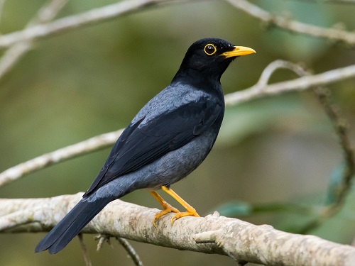 Black Birds With Yellow Beak 12