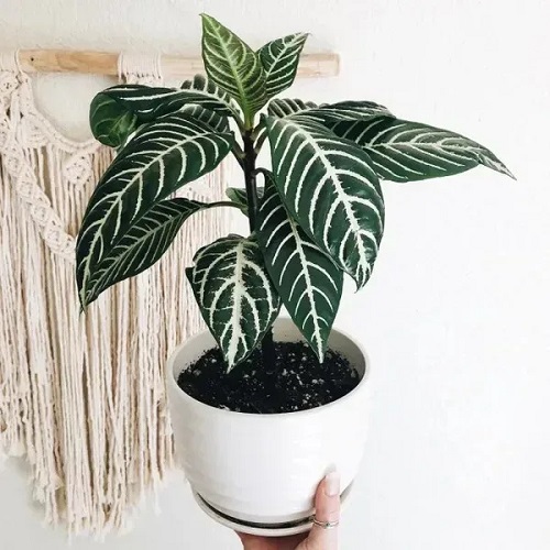 Indoor Plants With Green And White Leaves 1