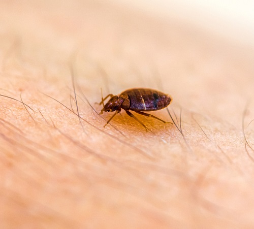 Does Vicks Rubbing Stop Bed Bug Bites? 3