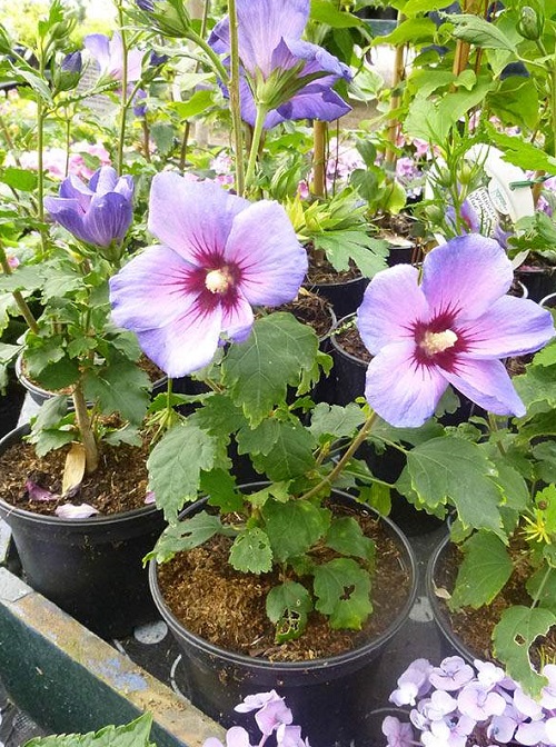Types of Purple Hibiscus Flowers 5