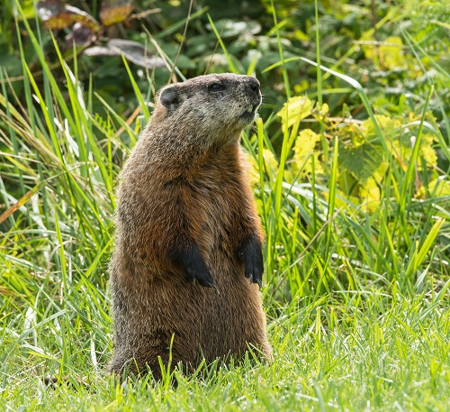 What Do Groundhogs Eat? 1