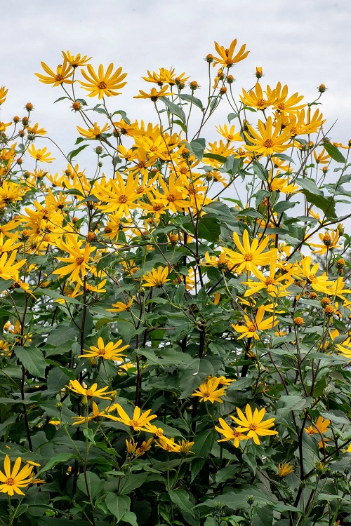 Yellow Flowering Herbs 2