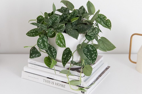 Indoor Plants With Green And White Leaves 2