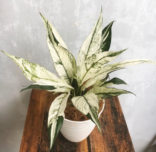 Indoor Plants With Green And White Leaves 10