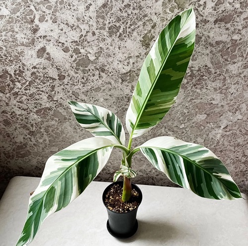 Indoor Plants With Green And White Leaves 15
