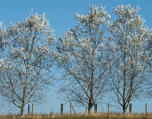 Trees With White Leaves 2