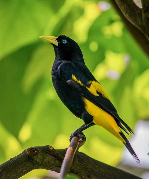 Black Birds With Yellow Beak 17