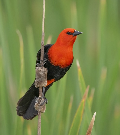 Birds with Red Heads 16