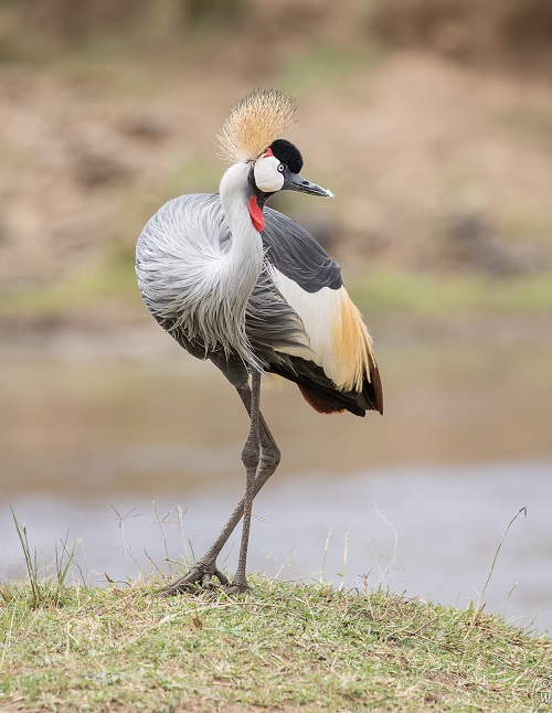 Gery-crowned Crane