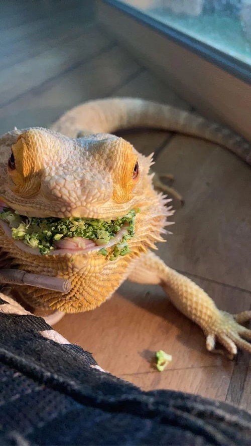 Can Bearded Dragon Eats Broccoli? 2