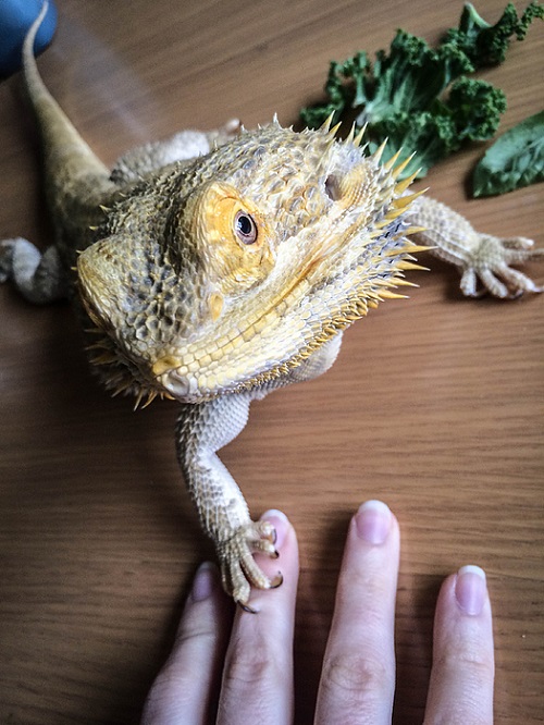 Can Bearded Dragons Eat Cabbage? 2