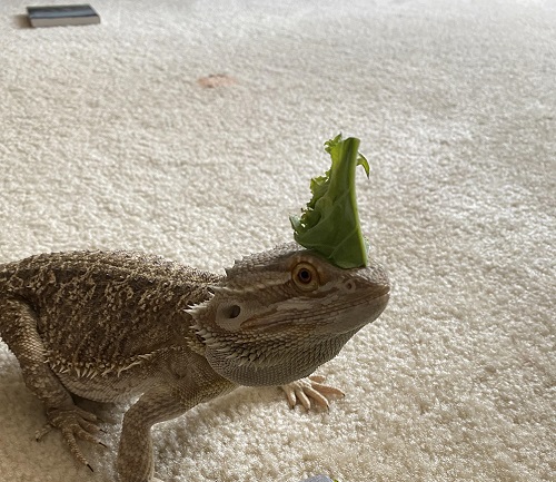 Can Bearded Dragons Eat Cabbage? 3