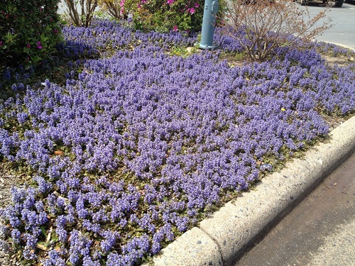 Ground Cover with Blue Flowers 1