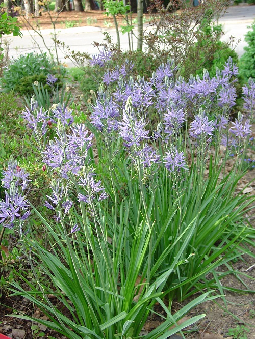 Indian Hyacinth