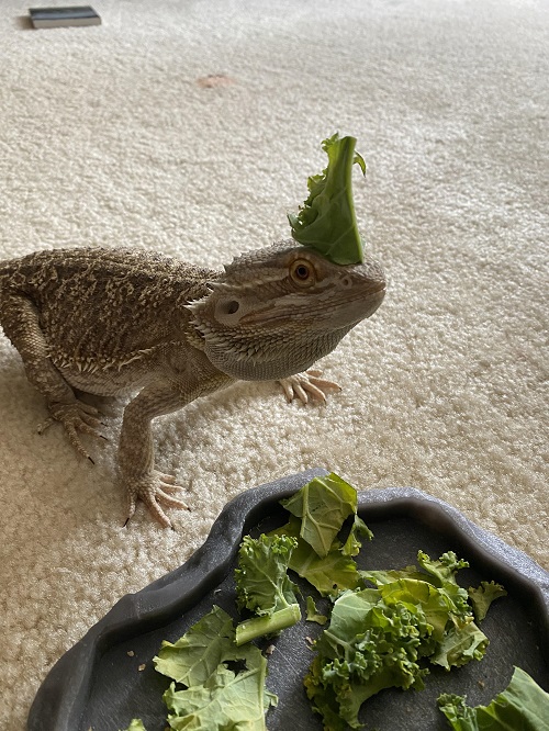 Can Bearded Dragons Eat Kale? 2