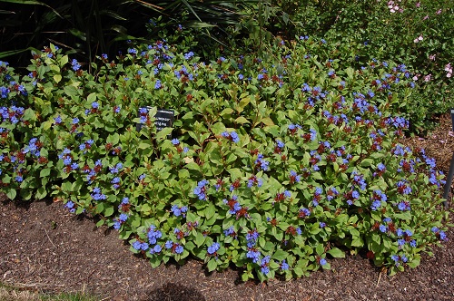 Ground Cover with Blue Flowers 7