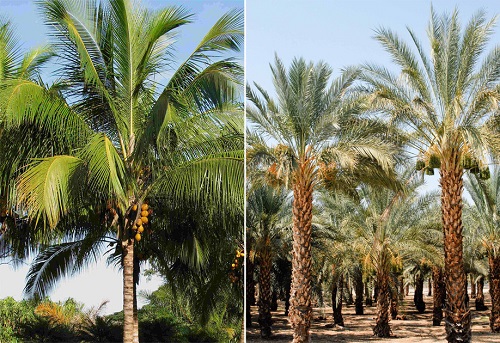 Coconut Tree vs Palm Tree 4