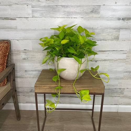 Console Table Pothos Display