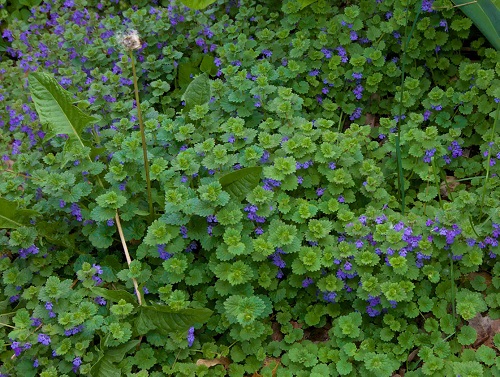 Ground Cover with Blue Flowers 10