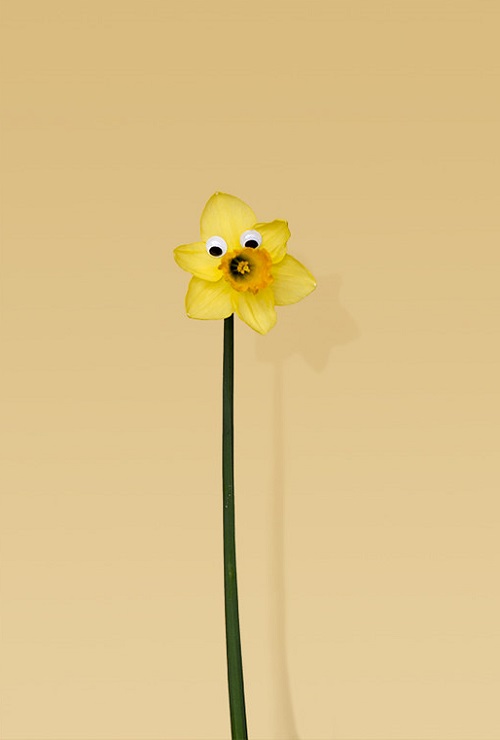 Daffodil Darlings