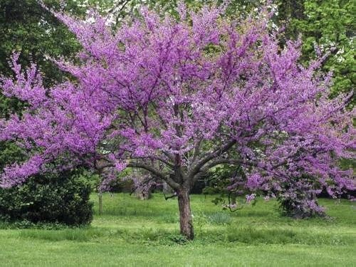 Trees with Purple Flowers 2