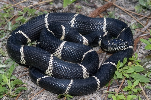 Black Snakes with White Stripes 3