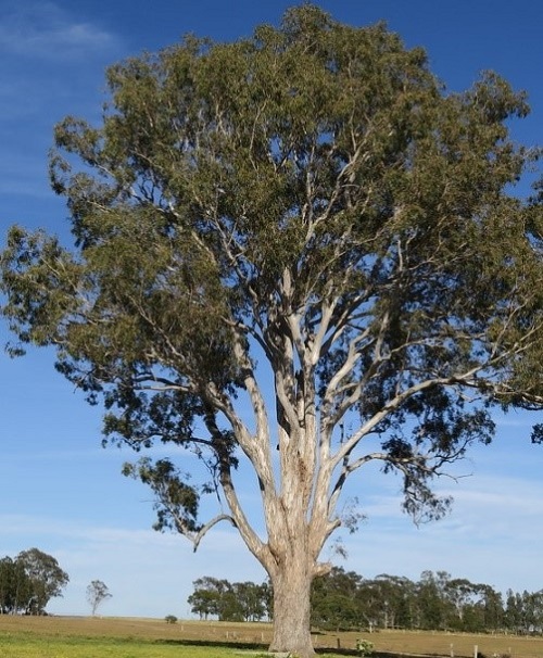 Forest Red Gum