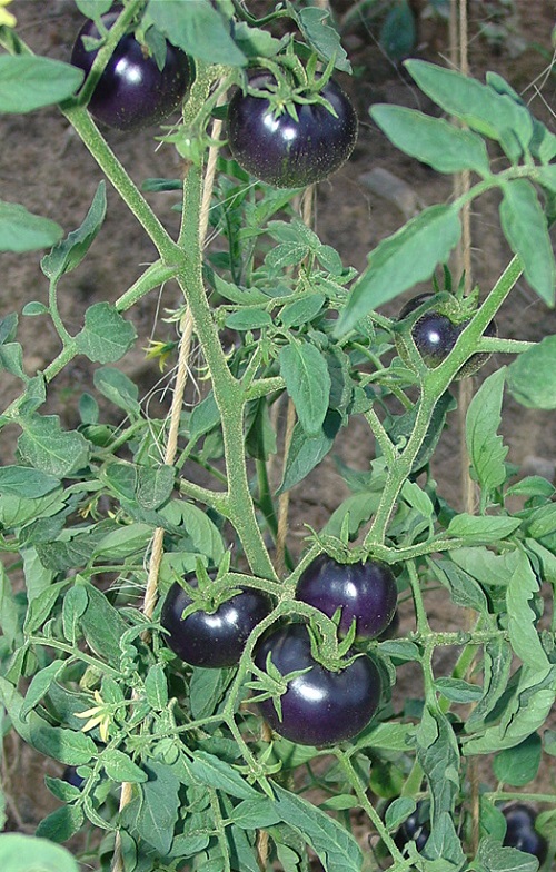 Fahrenheit Tomatoes