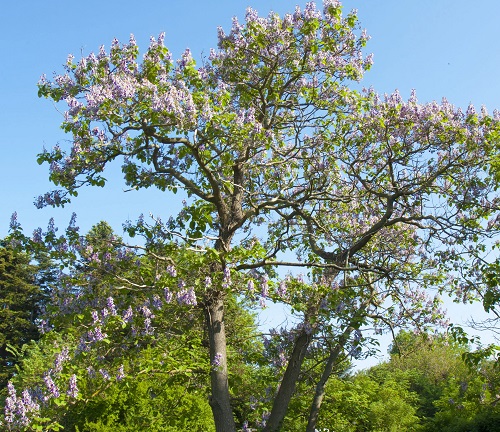 Trees with Purple Flowers 8