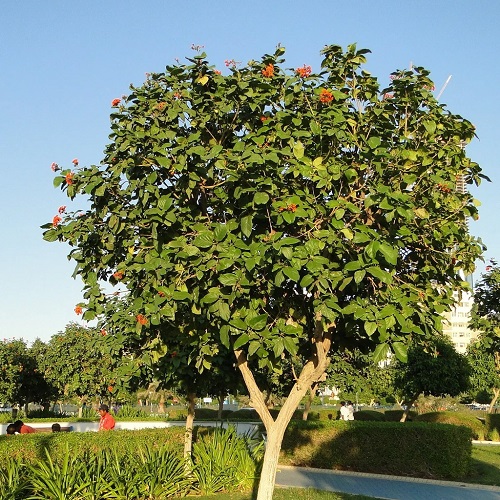 Geiger Tree