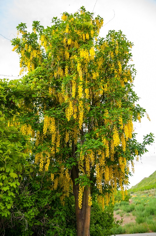 Golden Chain Tree