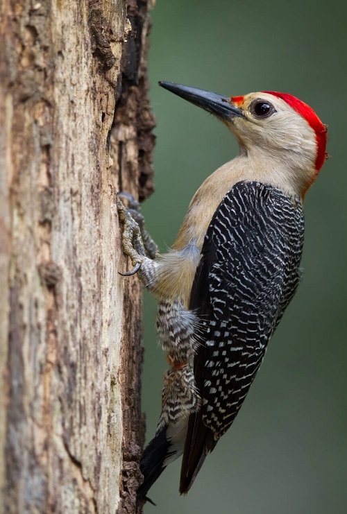 Golden-fronted Woodpecker (Melanerpes aurifrons)
