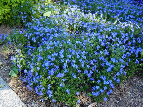 Ground Cover with Blue Flowers 2