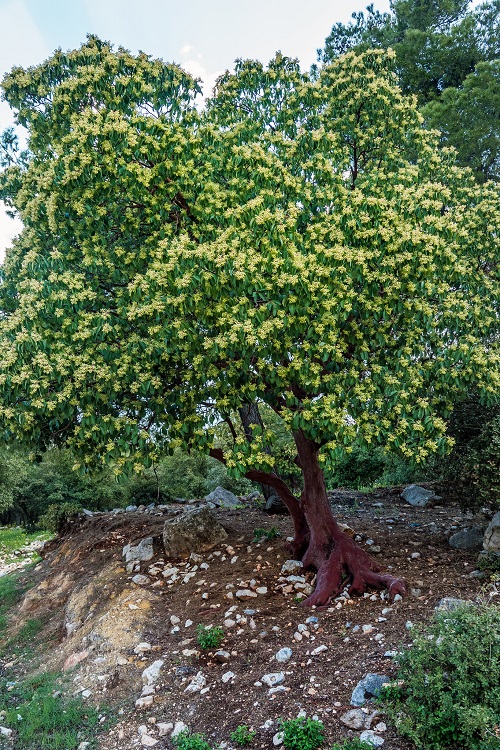 Greek Strawberry Tree