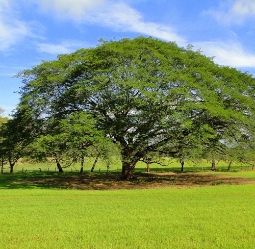 Guanacaste Tree