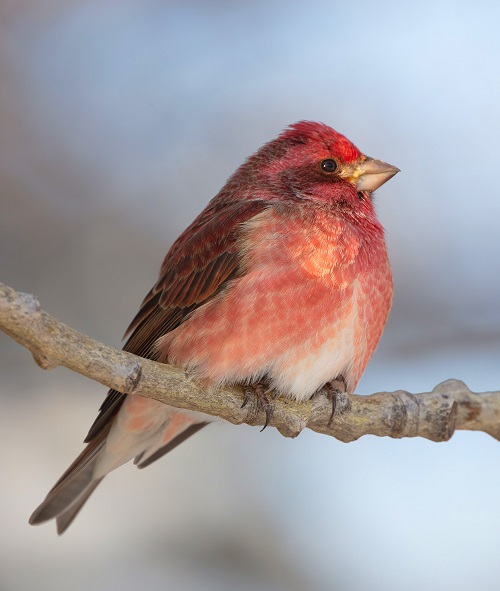 Birds with Red Heads 14