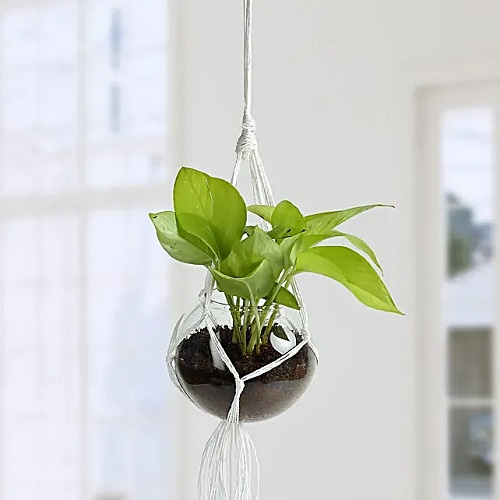 Hanging Glass Pothos Terrarium