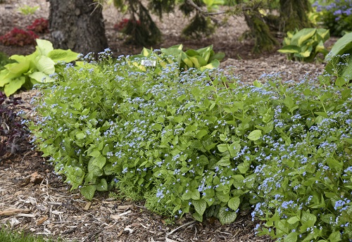 Ground Cover with Blue Flowers 4
