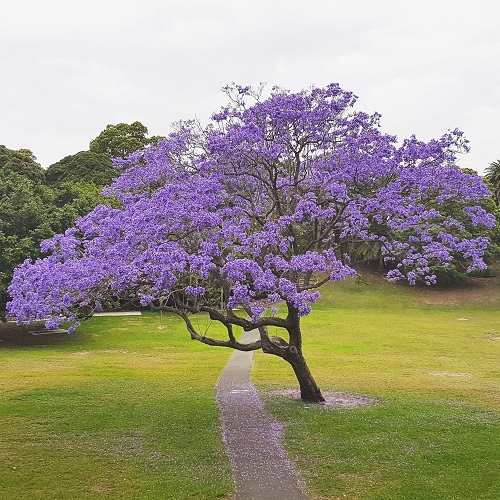 Trees with Purple Flowers 7