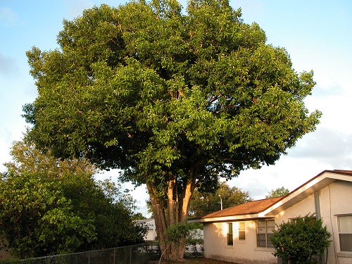 Java Plum Tree
