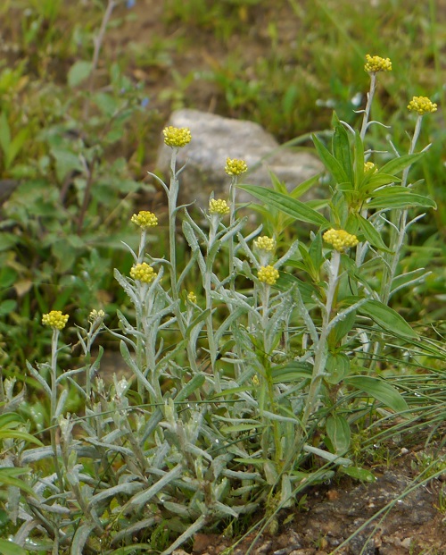 Jersey Cudweed