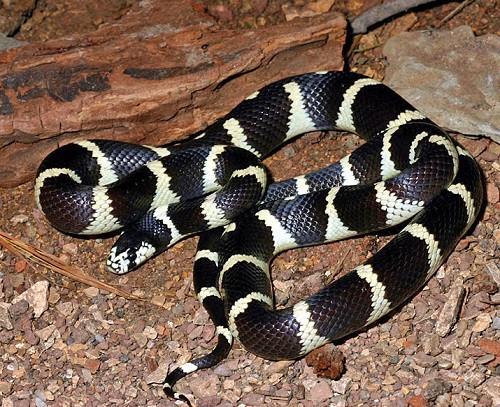 Black Snakes with White Stripes 2