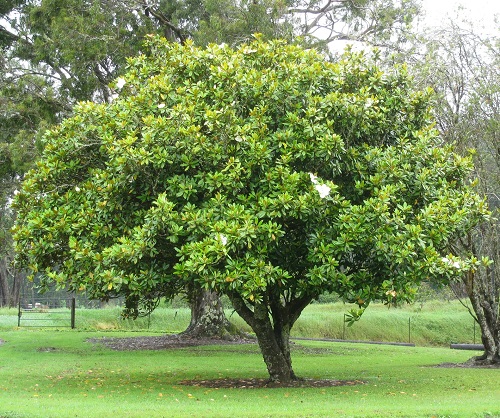 19. Magnolia Tree