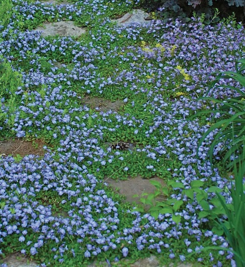 Ground Cover with Blue Flowers 6