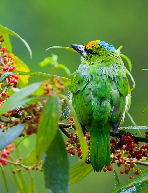 Flame-fronted Barbet