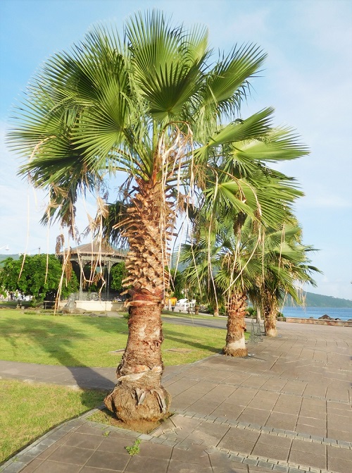 Mexican Fan Palm Tree