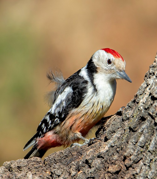 Middle Spotted Woodpecker (Dendrocoptes medius)