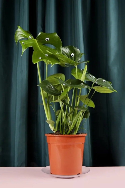 Plants with Googly Eyes Ideas 6