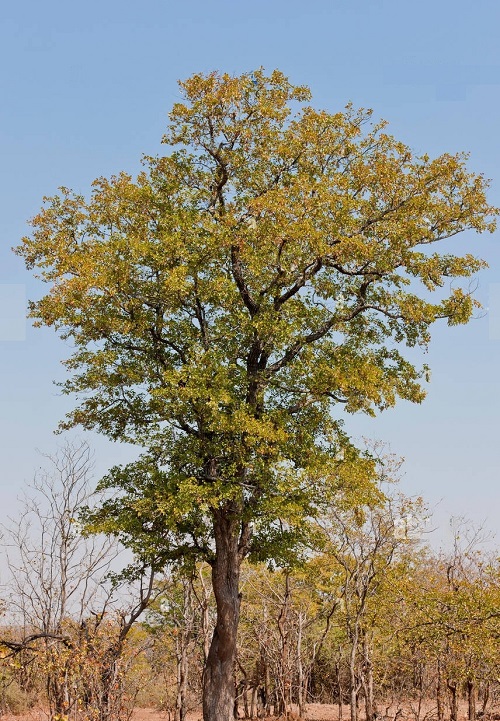 Mopane Tree