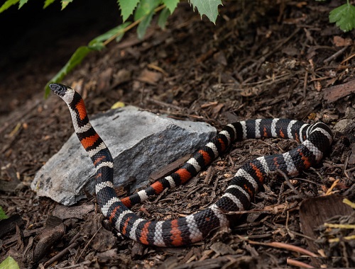 Black Snakes with White Stripes 7